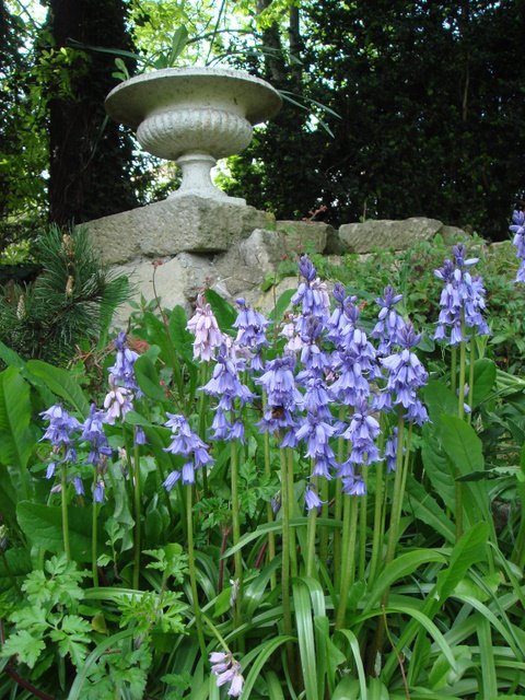 Hyacinthoides hispanica